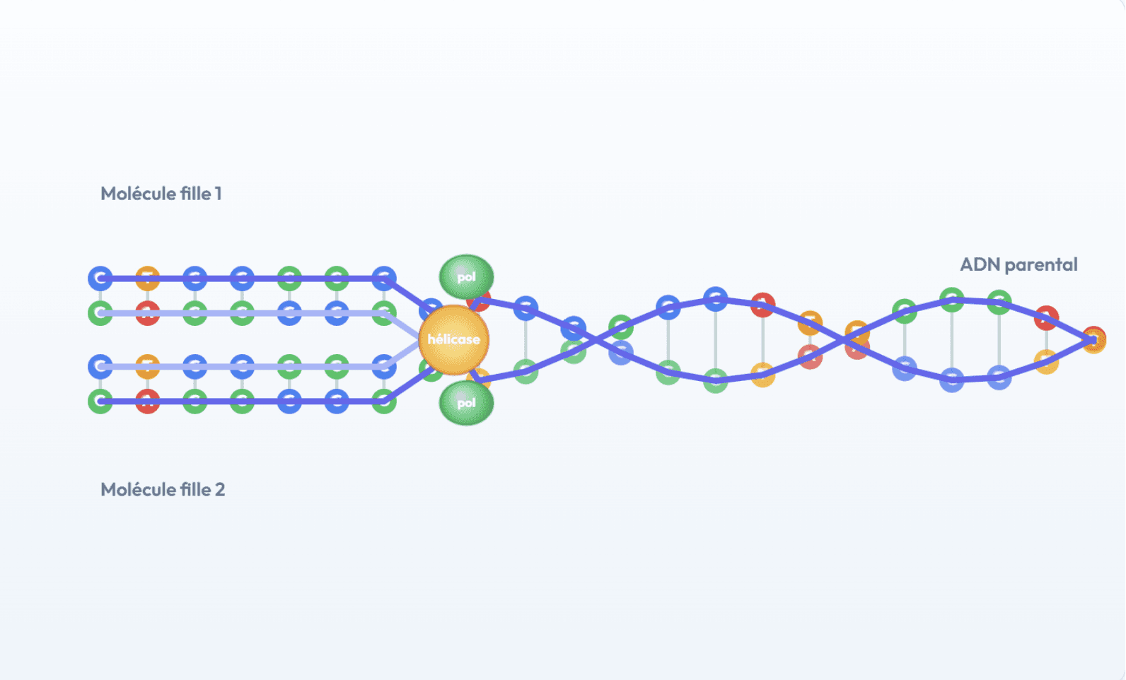 Aperçu : Réplication de l'ADN